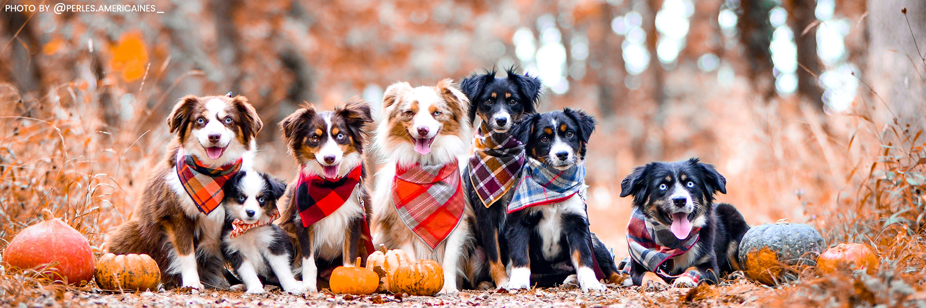 7 Toy Australian Shepherd dogs are sitting next to each other staring at the camera. They are from Perles Americaines in France (@perles.americaines_) Bergers australiens toys. They are all wearing flannel fall dog bandanas.