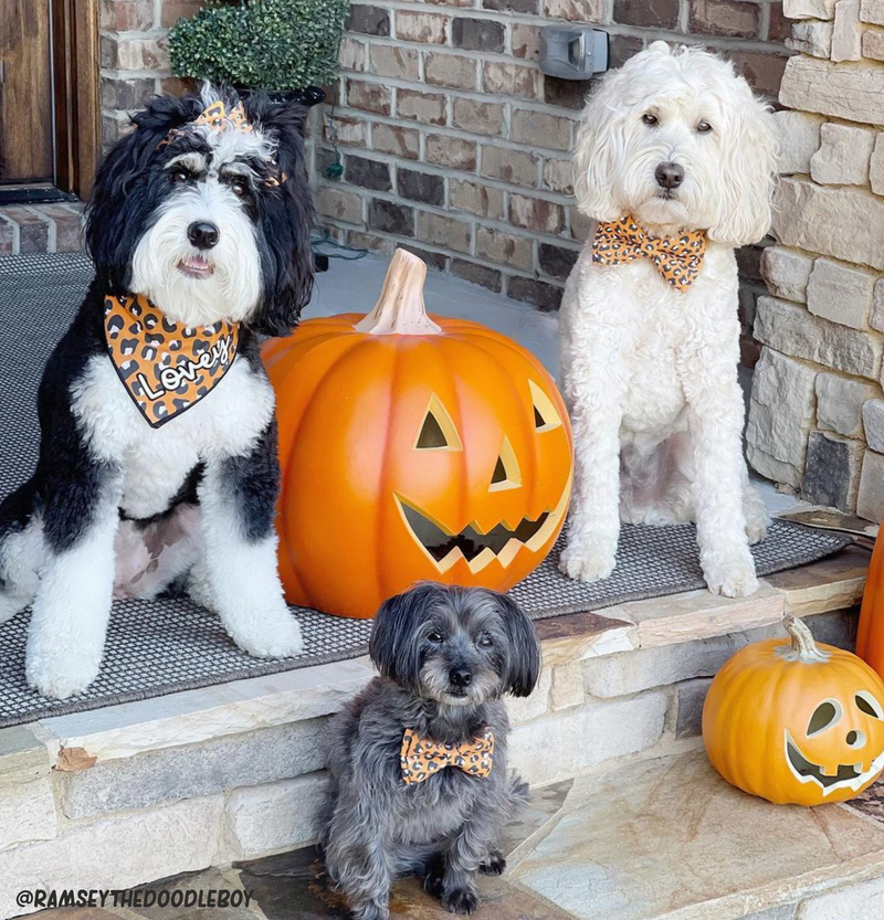 @ramseythedoodleboy 3 dogs are sitting on a stoop, wearing matching mustard colored leopard bandana and bow ties. One labradoodle and one bernedoodle