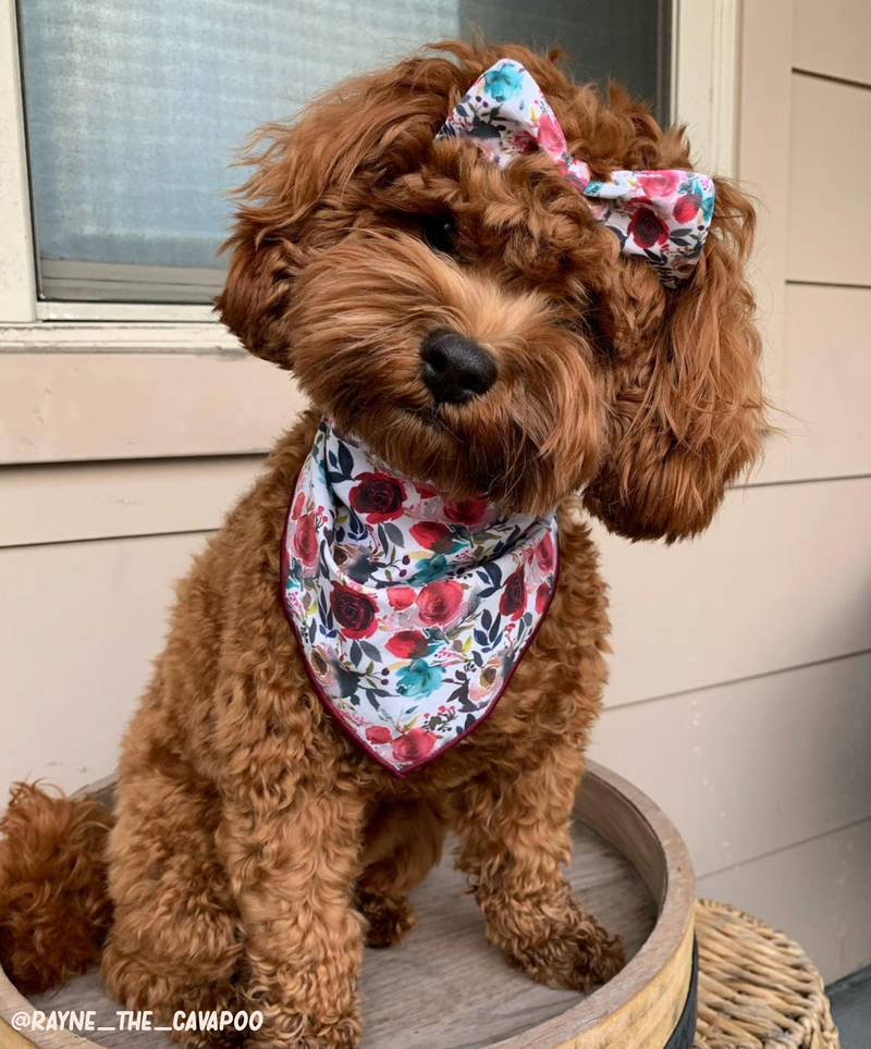 @rayne_the_cavapoo wearing a flower bandana and hair bow. She is a cavapoo dog.
