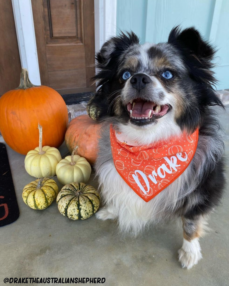 @draketheaustralianshepherd Drake, a merle toy australian shepherd is smiling at the camera and sitting on a stoop. He is posing in a bandana with his name and pumpkins