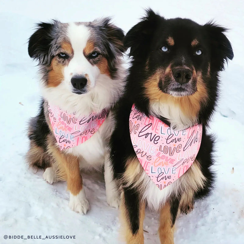 2 australian shepherd dogs named Bidde and Belle are wearing an athleisure dog bandana. The print features the word love in different sizes, fonts and colors.