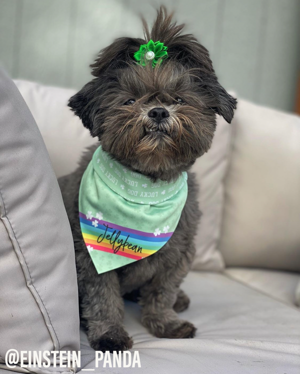 St. Patrick's Day Rainbow - Athleisure Dog Bandana
